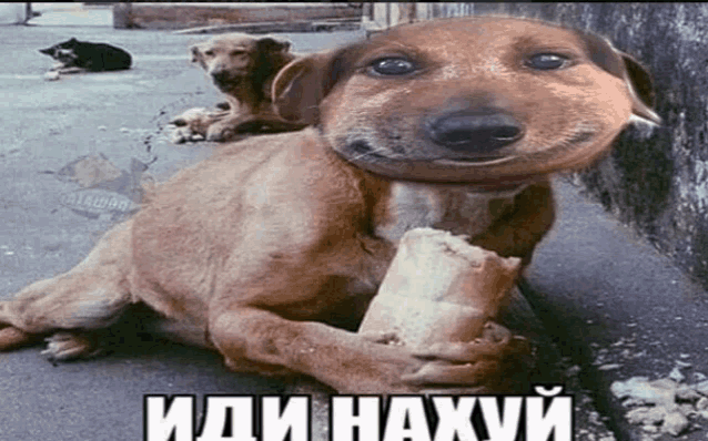 сам иди нахуй