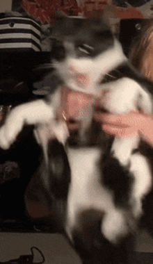 Dave Cat Wiggle GIF - Dave Cat Wiggle Rabbit Kicks GIFs