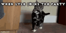 Sigma Lyle GIF - Sigma Lyle Kitten GIFs