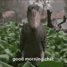 Shoebill Bird Shoebill GIF - Shoebill Bird Shoebill Good Morning Chat GIFs