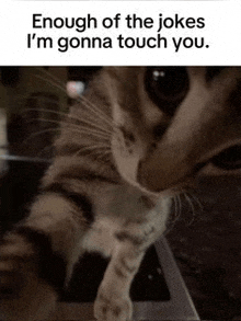 a cat is standing on its hind legs next to a laptop computer .