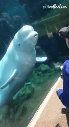 Beluga Whale Hey GIF - Beluga Whale Hey Smart Animal GIFs