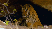 Chilling In The Cave Meet The Tiger Family GIF - Chilling In The Cave Meet The Tiger Family Nat Geo Wild GIFs