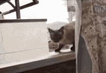 Vuela Cat GIF - Vuela Cat Jump GIFs