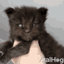 Meowing Roaring GIF - Meowing Roaring Kitten GIFs