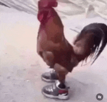 a rooster wearing a pair of sneakers is standing on its hind legs .