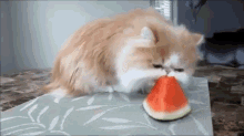 🍉🐱 Watermelon GIF - Kitten Watermelon Cats GIFs