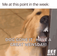 wednesday dog images
