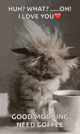 a cat is sitting next to a cup of coffee and a good morning need coffee .