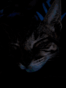 a close up of a cat sleeping on a blue and green blanket