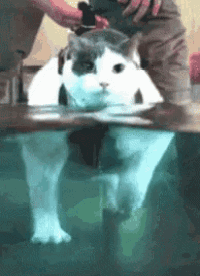 Cat Water GIF Cat Water Therapy Discover Share GIFs