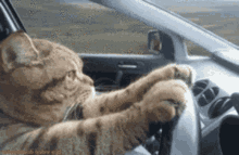 a cat is driving a car with its paw on the steering wheel
