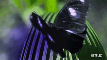 Butterflies Life In Color With David Attenborough GIF - Butterflies Life In Color With David Attenborough Camouflage GIFs