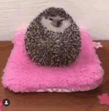 cutie cute hedgehog roll over food