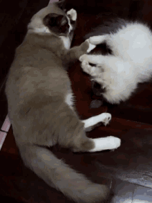 two cats are laying on a wooden floor playing with each other .