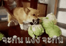 fierce dog angry dog cabbage