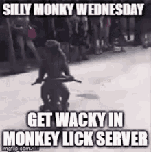 Wacky Monkey Wednesday Wacky Monky Wednesday GIF - Wacky Monkey Wednesday Wacky Monky Wednesday Monkey Lick Server GIFs