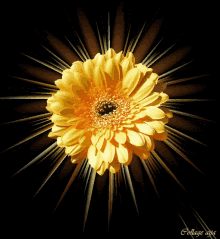 Flower Art GIF