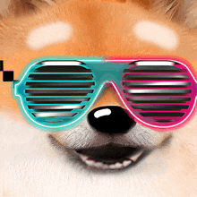 a close up of a dog wearing sunglasses with shutters