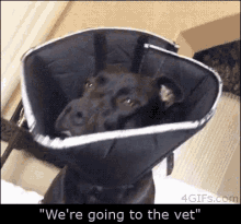 Dog Pitbull GIF - Dog Pitbull Cone Of Shame GIFs