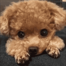 Toy Poodle GIF - Toy Poodle Dog GIFs