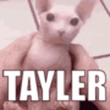 Tayler Hello Tayler GIF - Tayler Hello Tayler Taylerr GIFs