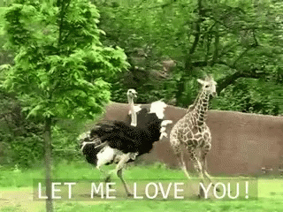 Let Me Love You Animal Love GIF - Let Me Love You Animal Love Chasing -  Discover & Share GIFs