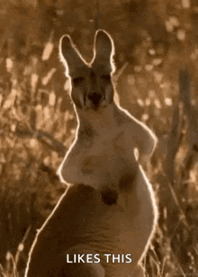 Kangaroo GIF