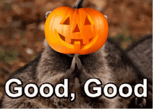 Good Good Pumpkin GIF