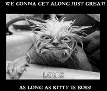 Kitty Whos Boss GIF
