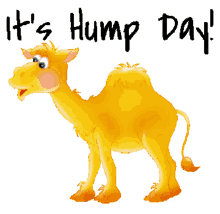 wednesday hump day motivation animated stickers