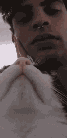 Burhan Kedi GIF - Burhan Kedi GIFs