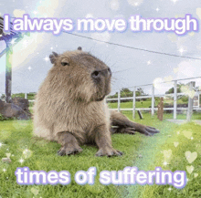 a picture of a capybara with the words i always move through times of suffering