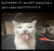 a cat sticking its tongue out with the caption blehhhh i am not doing that u can t make me