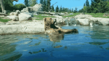 Bear Grizzly GIF - Bear Grizzly GIFs