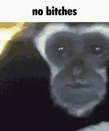 No Bitches Monkey GIF - No Bitches Monkey Crying GIFs