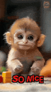 a baby monkey is sitting on a table with toys and says `` so nice '' .