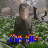 The Ella Shoebill GIF
