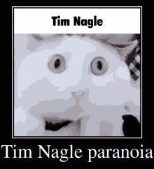 Tim Nagle Cat GIF