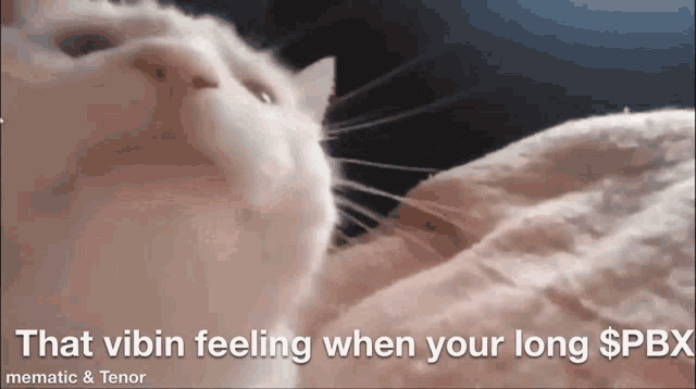 Catjam Cat Dancing GIF - Catjam Cat Dancing Cat Music - Discover & Share  GIFs