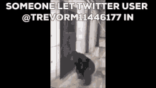 Monkey Trev346 GIF - Monkey Trev346 Trevorm11446177 GIFs