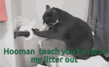 cat litter