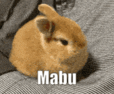 Mabu Bunny GIF - Mabu Bunny GIFs