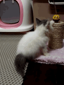 Cat Kitten GIF - Cat Kitten Toy GIFs