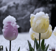 цветы -- тюльпаны GIF - цветы -- тюльпаны в снегу GIFs