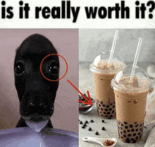 a picture of a dog drinking milk next to a picture of bubble tea cups