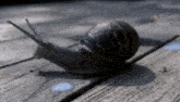 a close up of a snail crawling on a wooden surface
