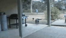 Cachorro Saudade GIF - Cachorro Saudade Gato GIFs
