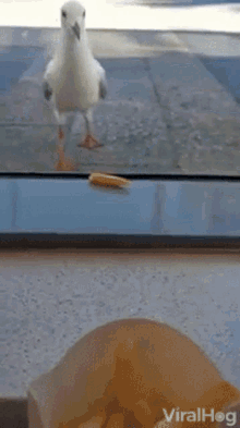 Seagulls French Fry GIF