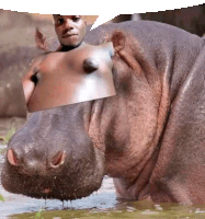Hippo Sticker - Hippo Stickers